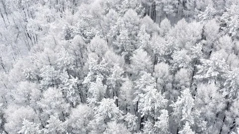 Concept of snow storm, cold test, harsh climatic conditions. Extreme cold Stock Footage 145072245