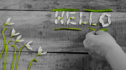 The concept of spring. Early spring. Hello word from the petals of the snowdrop Stock Footage 150195414