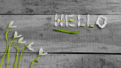 The concept of spring. Early spring. Hello word from the petals of the snowdrop Stock Footage 150195415