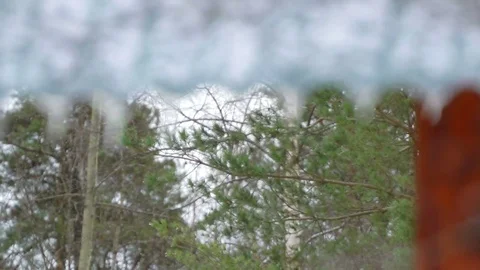 Concept of spring icicles . Selective focus, forest, icicles, and the bushes in Stock Footage 74608948