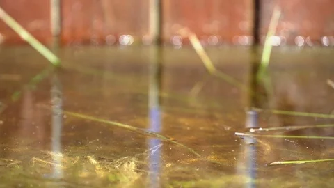 Concept of spring morning mood. Thin morning ice. First spiders already have Video stock 74562988