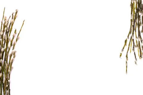 The concept of spring or Easter. Flowering branches on a white background. Ho Stock Photos