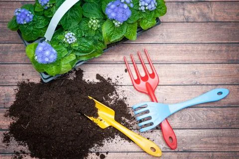 Concept Spring planting , harmony and beauty. Blue Flowers and garden tools , Stock Photos