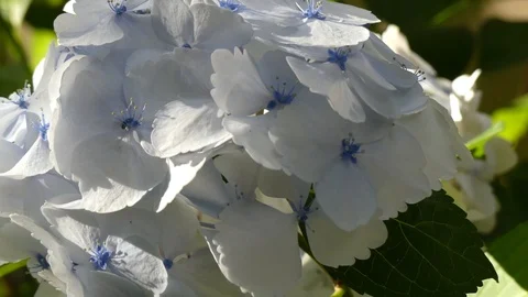 Concept spring white flowers on bush blossom background Stock Footage 98568962
