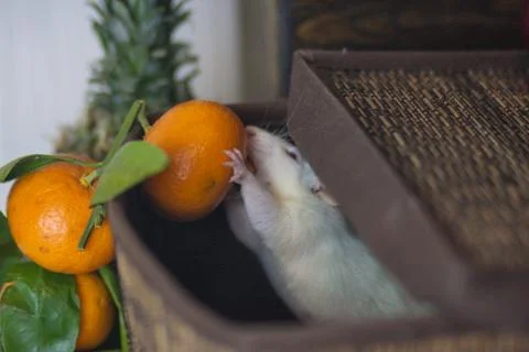 The concept of a stealing mouse. White rat. White mouse. Mouse Fotos Stock