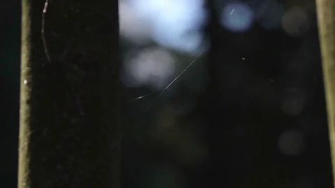 Concept string broke off. Paganini violin. Silver web brightly shines in the sun Stock Footage 81929146