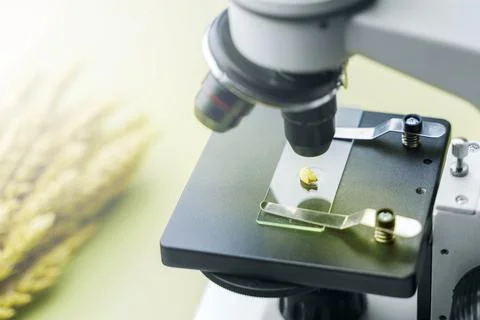 Concept study of wheat and bread. The wheat grain lies on the glass of the mi Foto stock