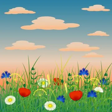 Concept Summer. Evening sky with clouds, herbs and flowers Stock Illustration