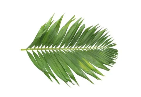 Concept summer with green palm leaf from tropical . frond floral leaves branc Stock Photos