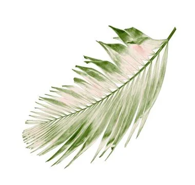 Concept summer with green palm leaf from tropical . frond floral leaves branc Foto stock