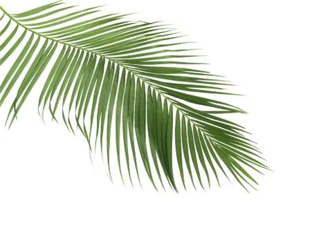 Concept summer with green palm leaf from tropical . frond floral leaves branc Stock Photos