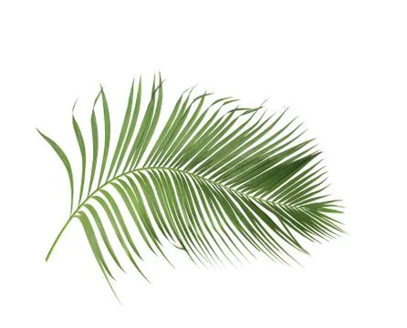 Concept summer with green palm leaf from tropical . frond floral leaves branc Stock Photos