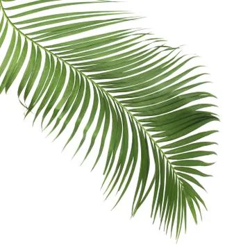 Concept summer with green palm leaf from tropical . frond floral leaves branc Foto stock