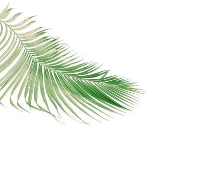 Concept summer with green palm leaf from tropical . frond floral leaves bra.. Stock Photos