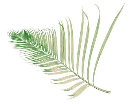 Concept summer with green palm leaf from tropical . frond floral leaves bra.. Stock Photos