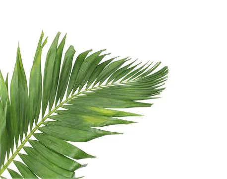 Concept summer with green palm leaf from tropical . frond floral leaves bra.. Stock Photos