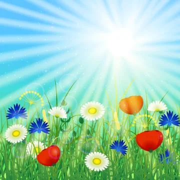 Concept Summer Solstice. Sky, blur, field grass, flower, sun, the lights of a Stock Illustration