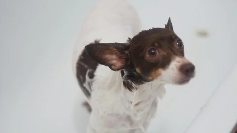 Concept of taking care of the Pets. Stock Footage 111356219