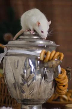 The concept of tea drinking. Rat with a samovar. Stockfoto's