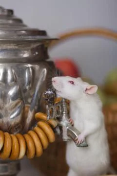 The concept of tea drinking. White rat with samovar. Stock Photos