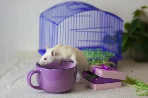 The concept of the tea party. Mouse with a large mug. Stock Photos