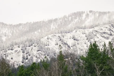 Concept of temperature difference in the mountains. Green Christmas trees on  写真素材