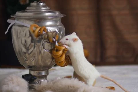 The concept of the tradition of tea drinking. Rat with a samovar. Stock Photos