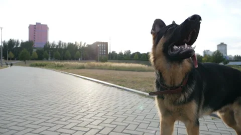 The concept of training and playing with a dog, German shepherd, with a ball Stock Footage 138005872