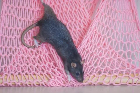 The concept of a trap. The rat got caught in the net. Stock Photos