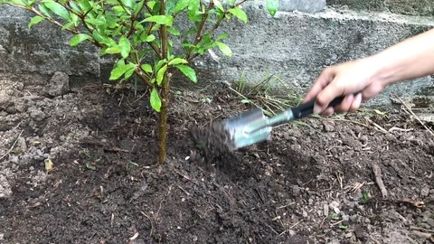 Concept of tree planting hands with shovel digs the ground. Stock Footage 91073202
