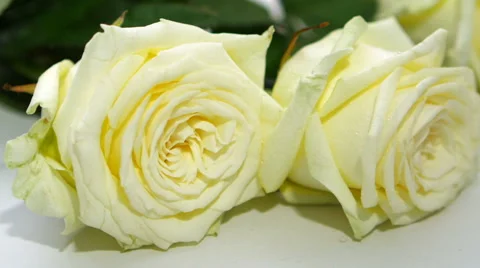 Concept Of Two Bleeding White Rose 스톡 동영상 61473502