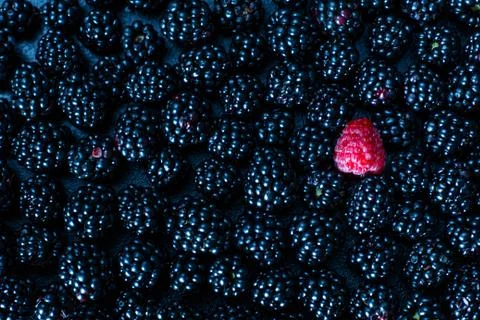 The concept of uniqueness. Not like the others. Red raspberry in a heap of bl Stock Photos