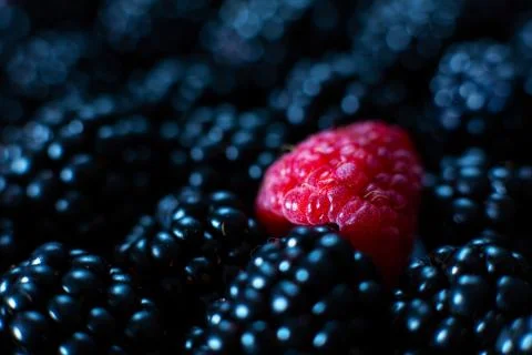 The concept of uniqueness. Not like the others. Red raspberry in a heap of bl Foto stock