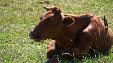 Concept of the unity of nature and animals. The cow grazes. Stock Footage 93949269