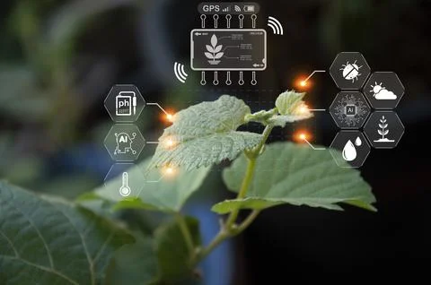 The concept of using AI and smart farming Stock Photos