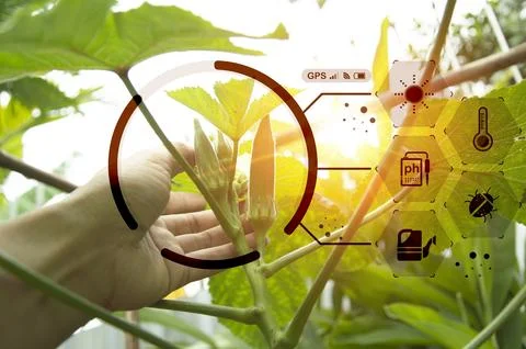 The concept of using AI and smart farming.. Stock Photos