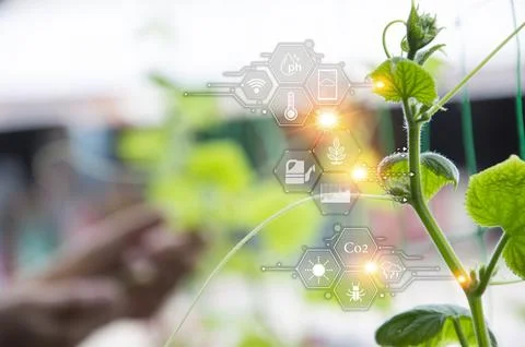 The concept of using AI and smart farming.. Stock Photos