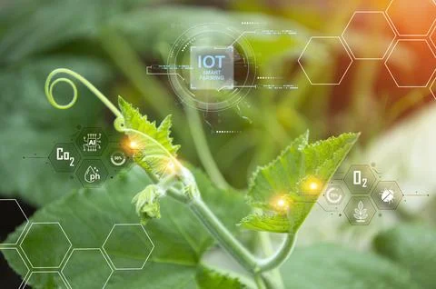 The concept of using AI and smart farming. Stock Photos