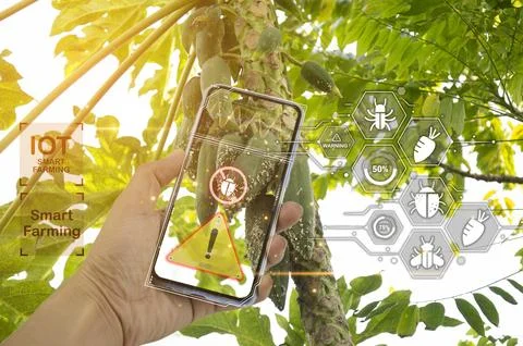 Concept of using AI and smart farming, insect monitoring of vegetable crops. Stock Photos