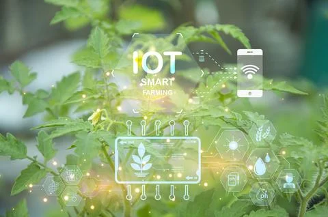 The concept of using AI and smart farming.. Stock Photos