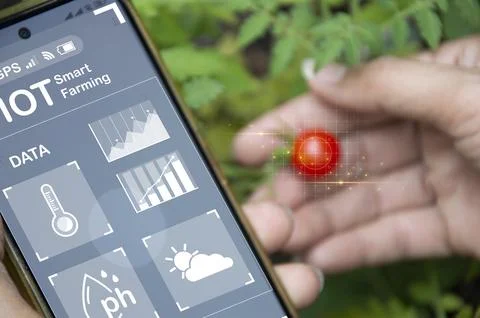 The concept of using AI and smart farming Stock Photos