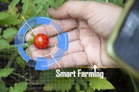 The concept of using AI and smart farming.. Stock Photos