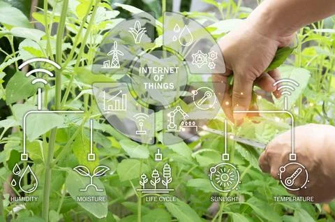 The concept of using AI and smart farming Stock Photos