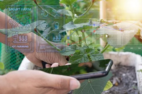 The concept of using AI and smart farming.. Stock Photos