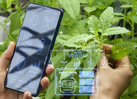 The concept of using AI and smart farming. Stock Photos