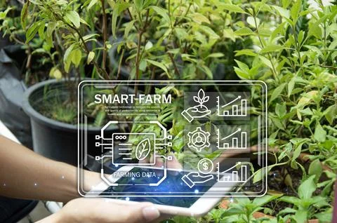 The concept of using AI and smart farming.. Stock Photos