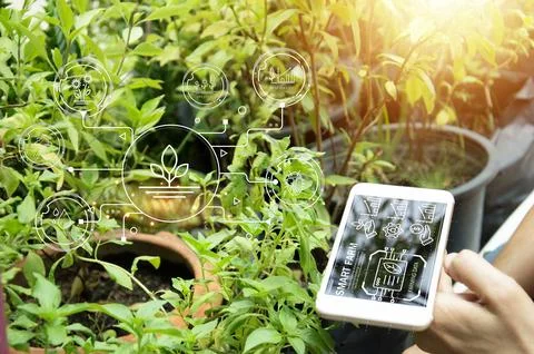 The concept of using AI and smart farming.. Foto stock