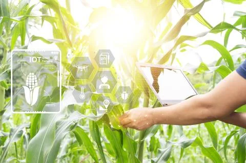 The concept of using AI and smart farming.. Stock Photos