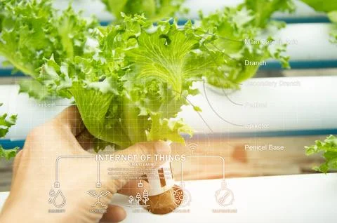 The concept of using AI and smart farming.. Stock Photos