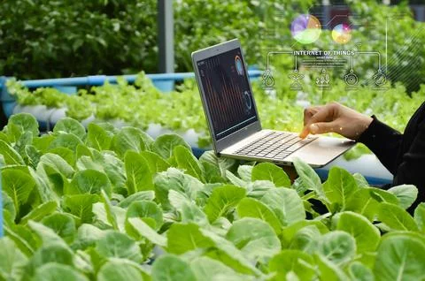 The concept of using AI and smart farming.. Stock Photos